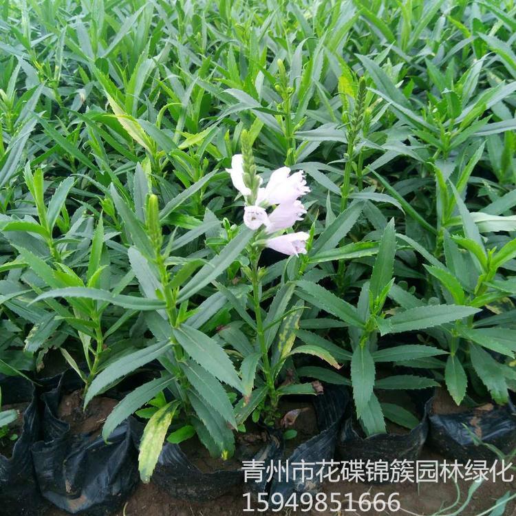 假龙头