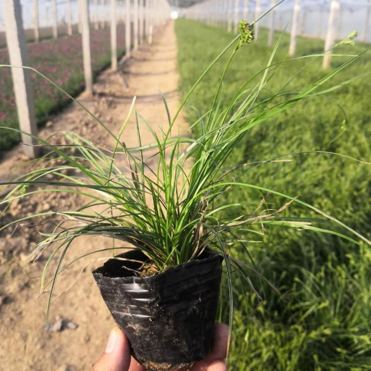 青绿苔草价格 山东杯苗青绿苔草价格