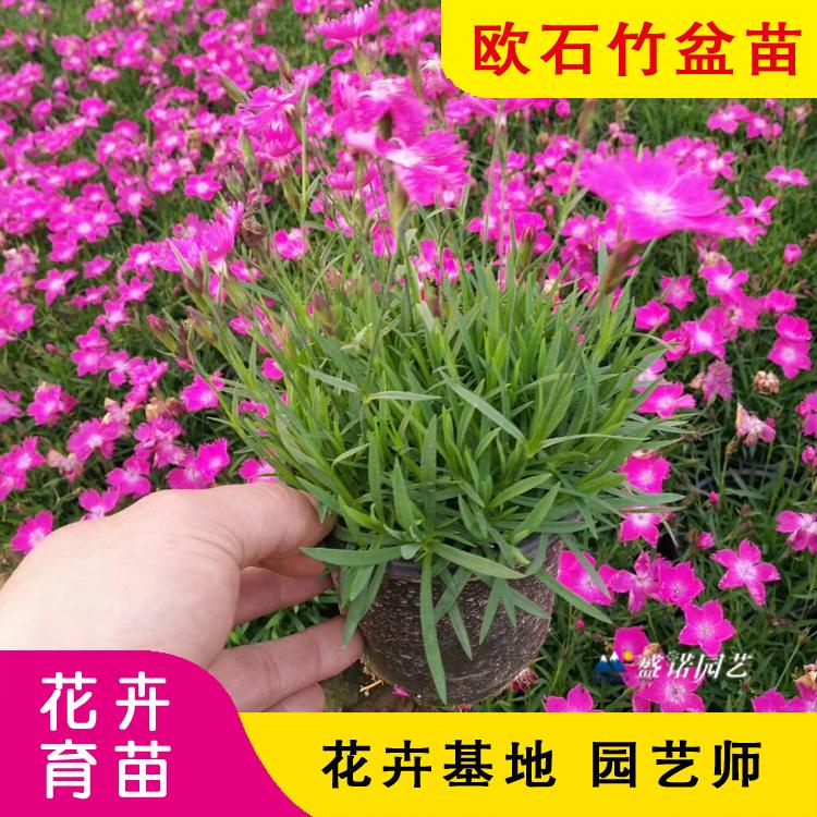 欧石竹价格 盛诺园艺出售划算的欧石竹 小盆大盆 规格齐全