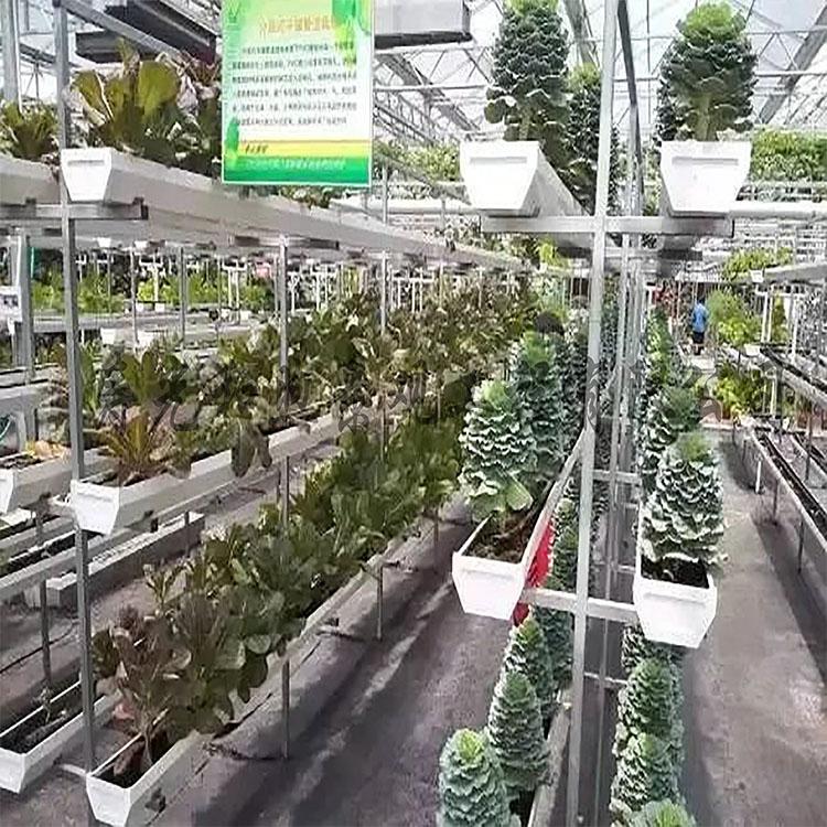 无土栽培 叶菜无土栽培 营养价值高 无土栽培方式设计