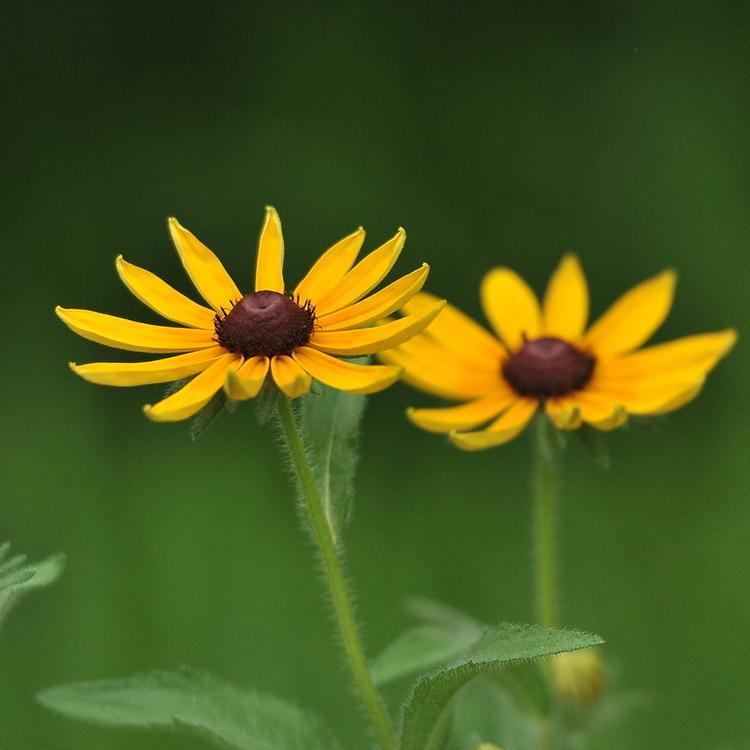 黑心菊基地 青州黑心菊 大量供应黑心菊