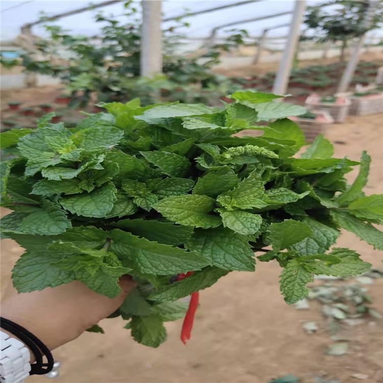 薄荷价格 薄荷小苗批发报价 薄荷基地种植