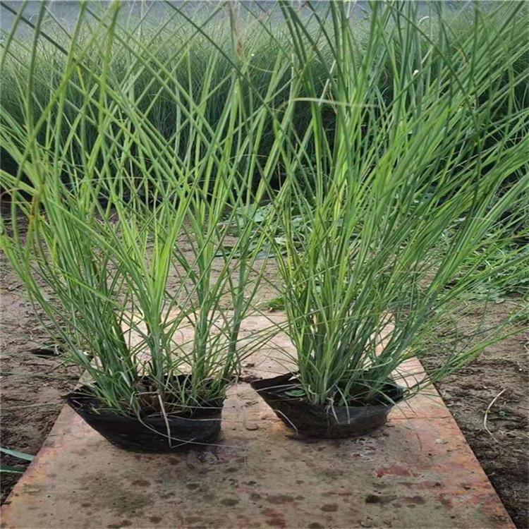 细叶芒 细叶芒小苗批发价格 山东细叶芒观赏草基地