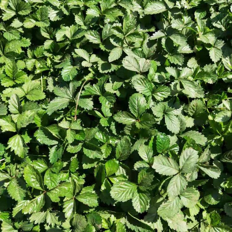 蛇莓 地被 观叶植物规格齐全基地 发货优质的蛇莓苗