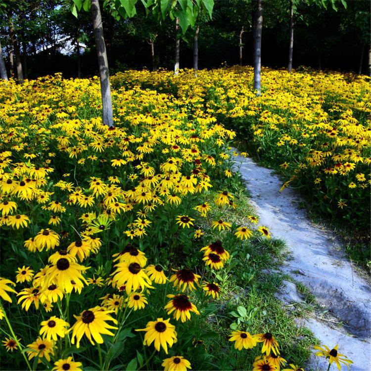 黑心菊供应商 山东黑心菊 基地批发黑心菊