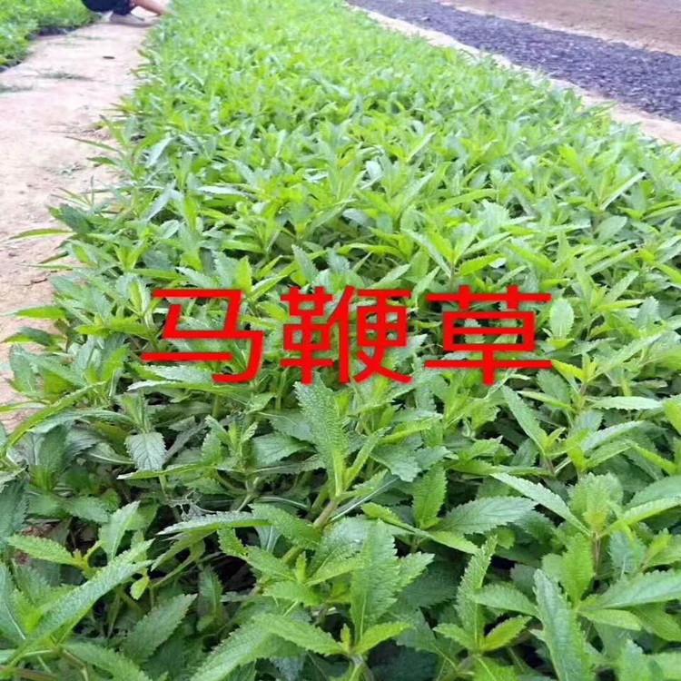 山东马鞭草 马鞭草苗子 质量可靠