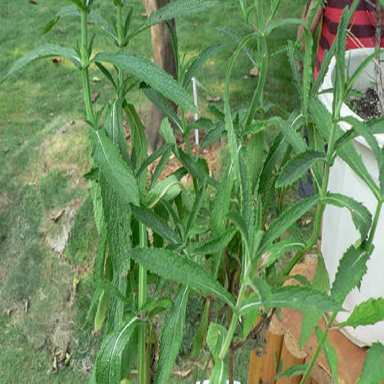 林博马鞭草 马鞭草价格 园林用