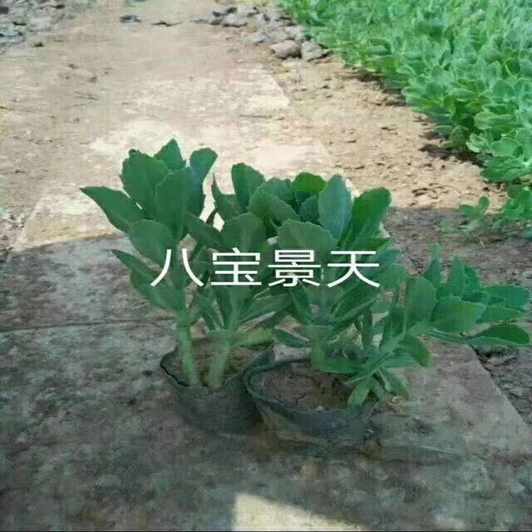 林博马鞭草 马鞭草批发 量大价优
