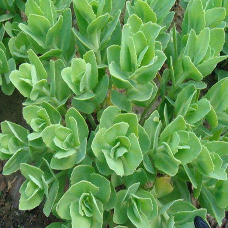 林博马鞭草 马鞭草价格 量大价优