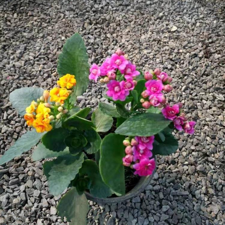 长寿花