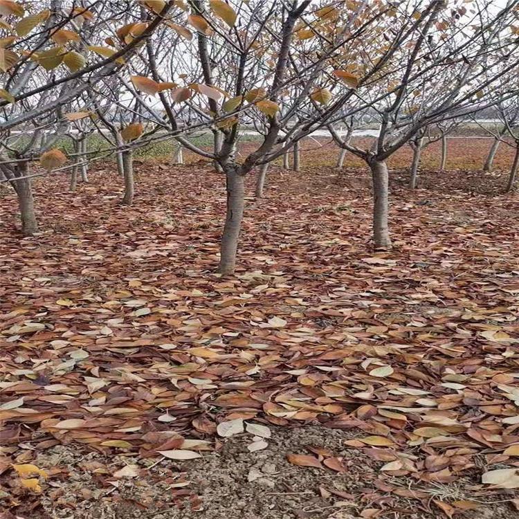 樱花 樱花树价格 青州樱花基地批发