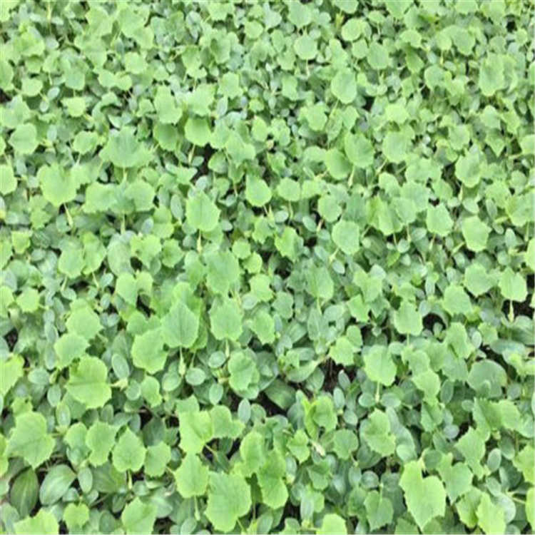 黄瓜苗  温室种植  抗病毒黄瓜苗  批发好价