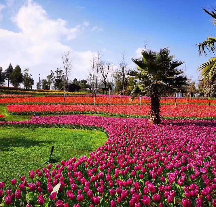 郁金种植基地 郁金香批发价格 郁金香价格