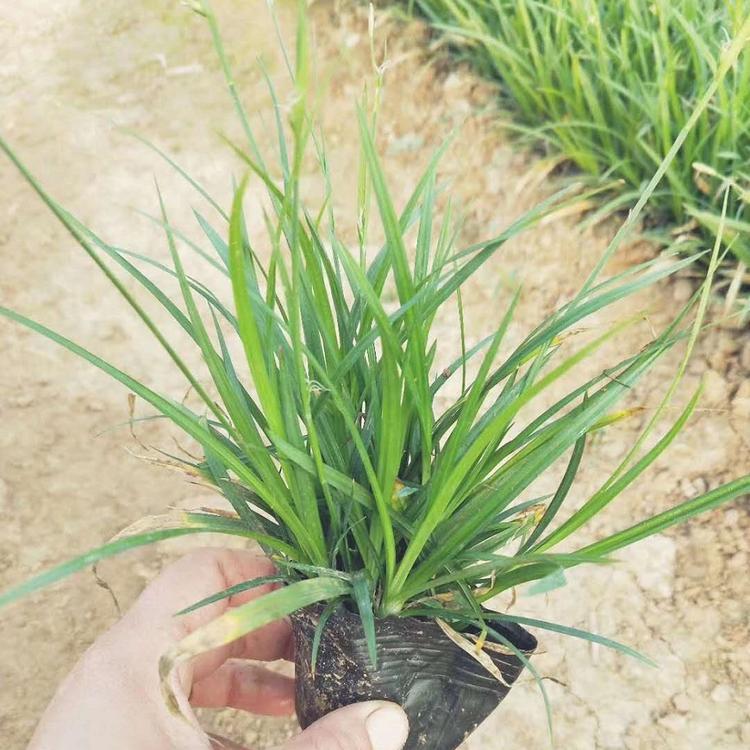崂峪苔草种植基地 崂峪苔草价格 崂峪苔草