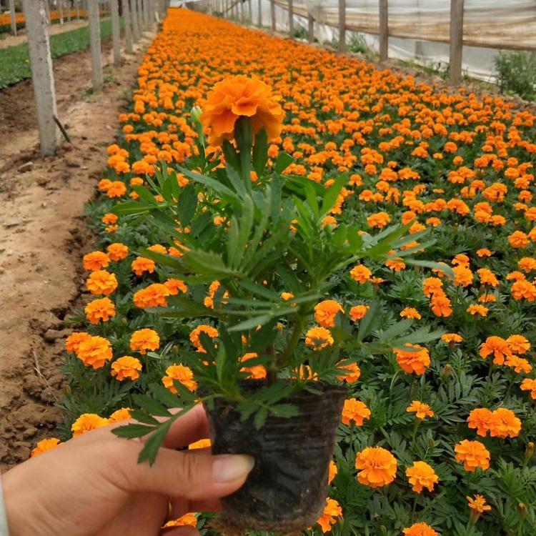 孔雀草园艺绿花花卉 孔雀草基地培育 孔雀草价格