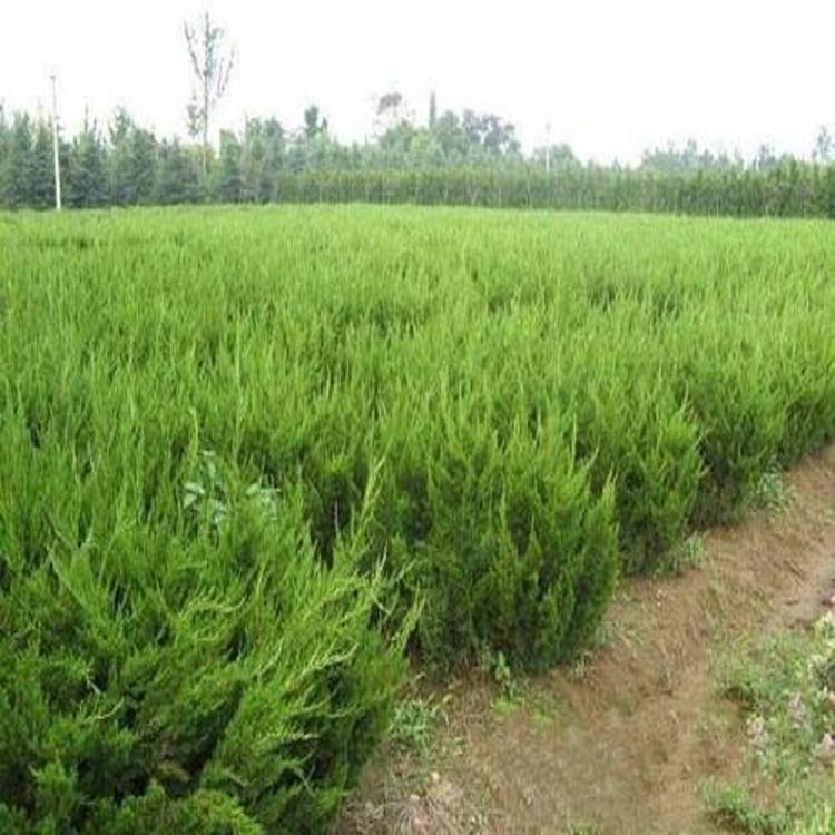 批发采购小龙柏价格小龙柏种植基地