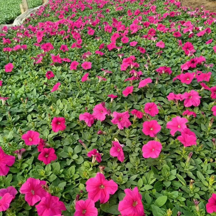 牵牛国庆草花 牵牛广场摆花 牵牛河北价格供应商