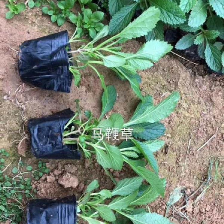 马鞭草绿化苗木工程 马鞭草厂家 马鞭草供应商 欢迎咨询