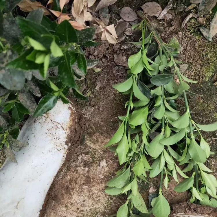青州大叶黄杨 大叶黄杨种植基地 价格实惠