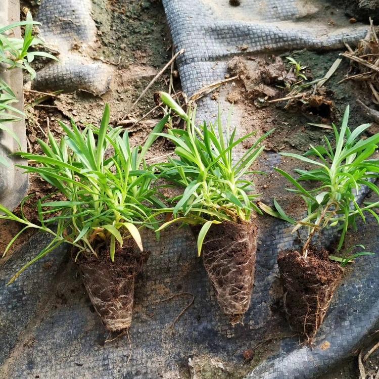 青州承玉花卉出售欧石竹 花苗批发 工程用苗 福建欧石竹