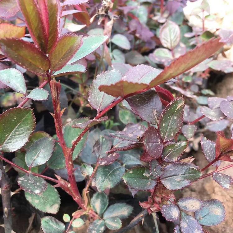 大花月季报价 大花月季种植基地
