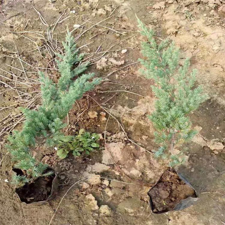 长势好的铺地柏绿化苗基地直销 青州铺地柏批发商家
