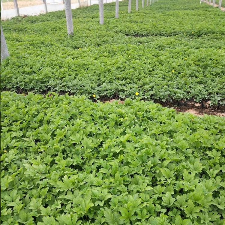 三叶委陵菜批发商_山东三叶委陵菜种植基地_青州万诺