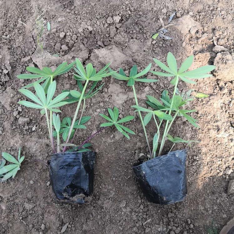 出售羽扇豆 江苏羽扇豆常年供应 价格实惠 欢迎咨询
