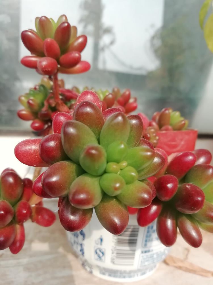 多肉植物