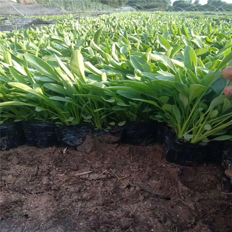 热销金鸡菊小苗   金鸡菊价格