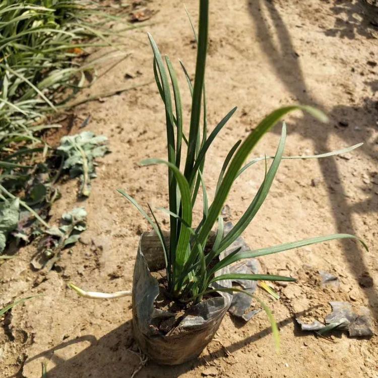 兰花三七价格 兰花三七基地