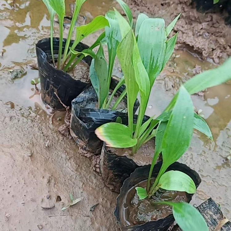 紫萼 紫花玉簪基地价格