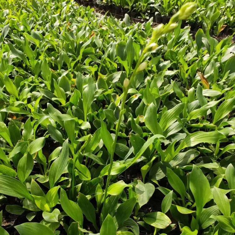 紫萼价格 紫花玉簪 紫萼 金边玉簪 花叶玉簪基地
