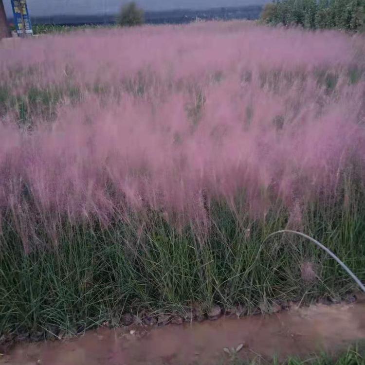 毛芒乱子草