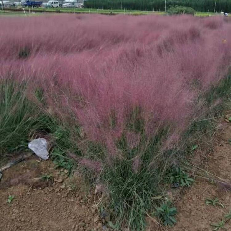 毛芒乱子草价格