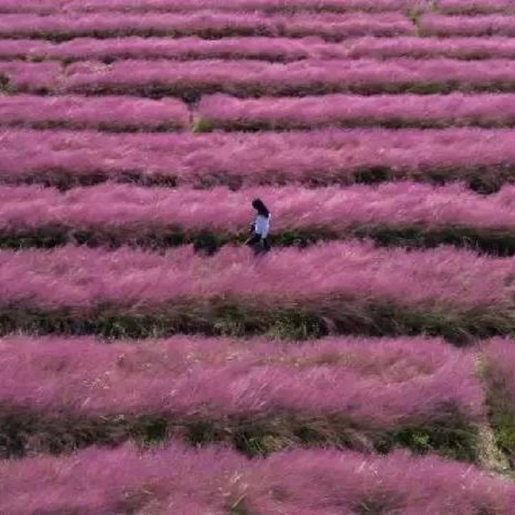 粉黛乱子草