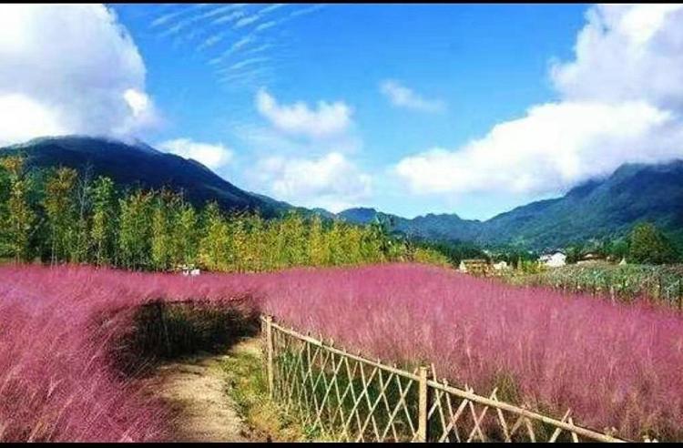 粉黛乱子草批发价格