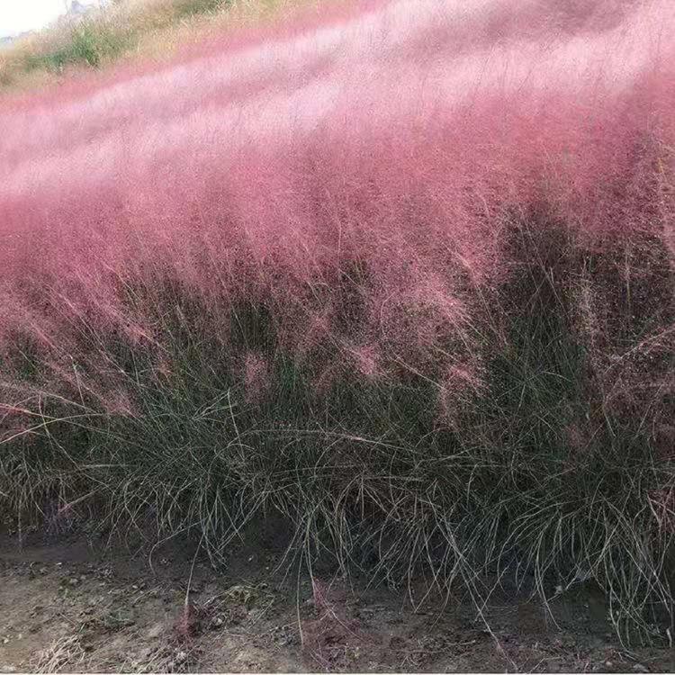 粉黛乱子草批发 粉黛乱子草种植