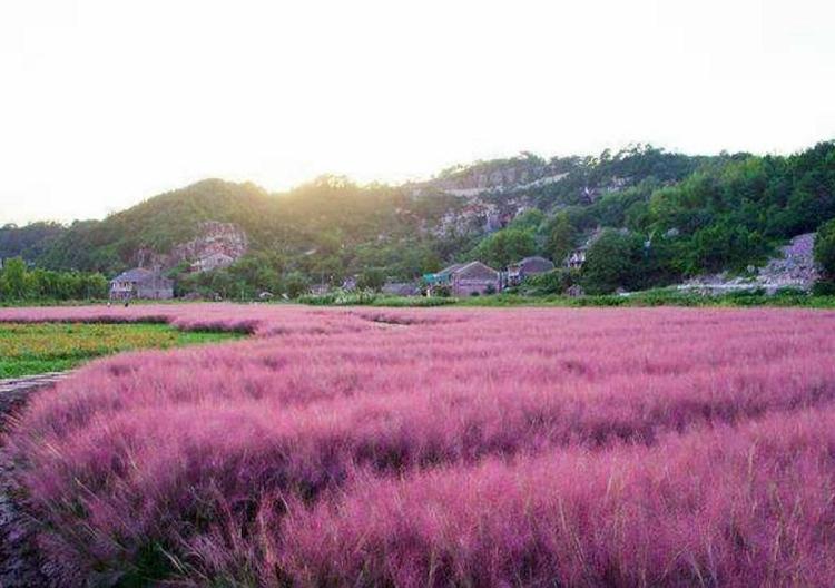 批发 青州宿根花卉批发 宿根花卉 粉黛乱子草 景观花卉粉黛乱子草多年生 观赏草毛芒乱子草