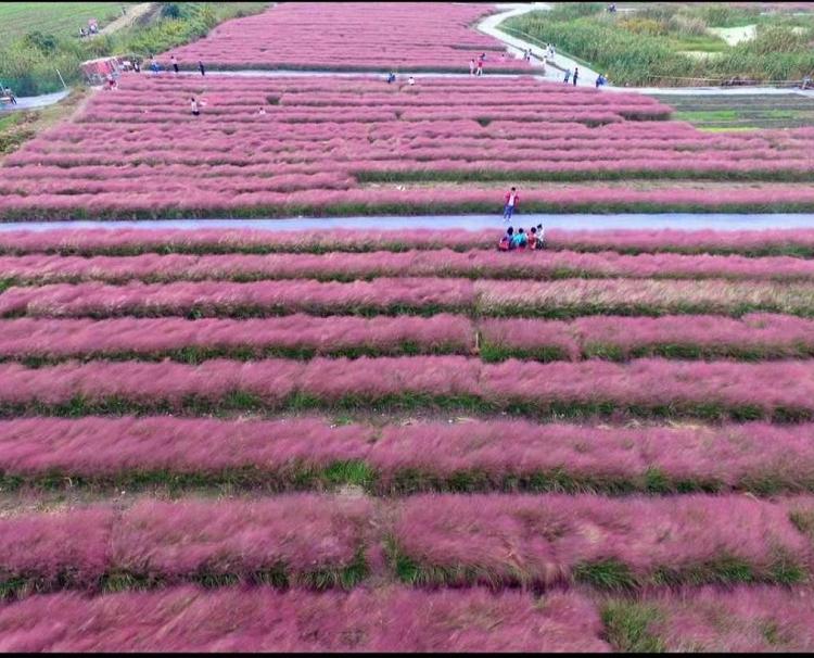 网红粉黛乱子草 毛芒乱子草 粉色花海四季开花庭院花卉量多优惠