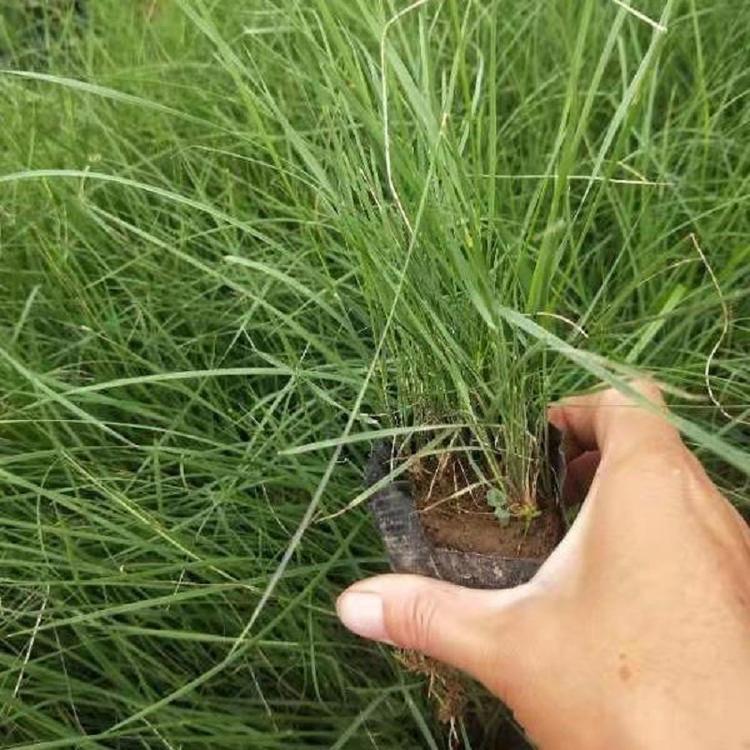 山东粉黛乱子草 青州毛芒乱子草 弥河粉黛基地