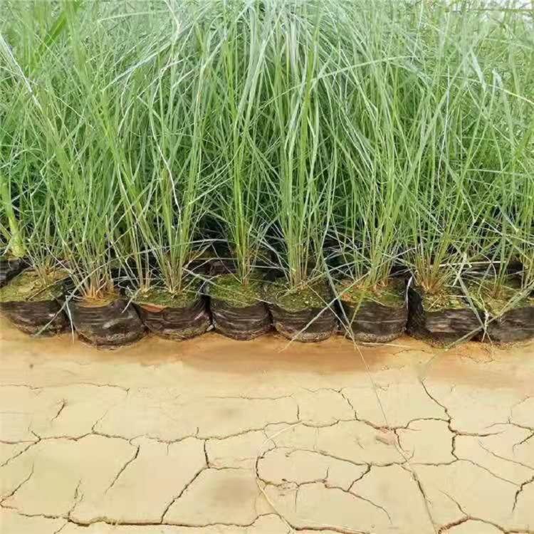 粉黛乱子草 毛芒乱子草 观赏草基地欣美园艺