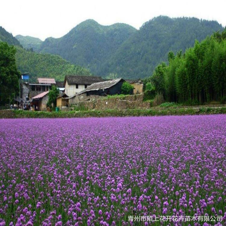出售马鞭草   马鞭草价格    马鞭草小苗