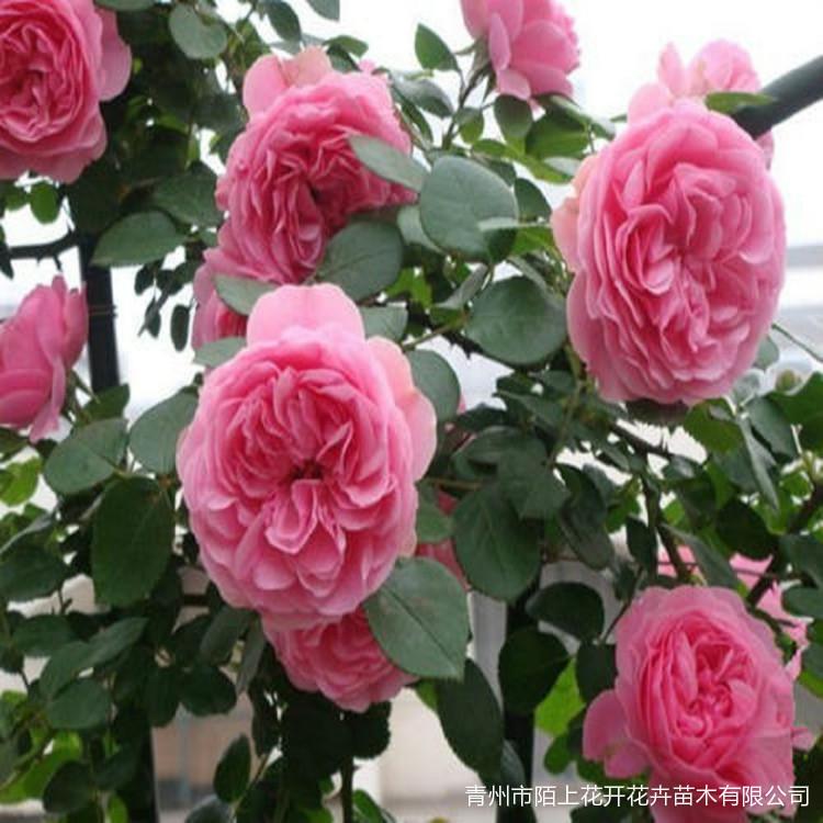 出售月季花   品种月季    丰花月季   大花月季    红帽月季   黄帽月季  红宝石月季  黄宝石月季  藤本月季  微型月季老砟子