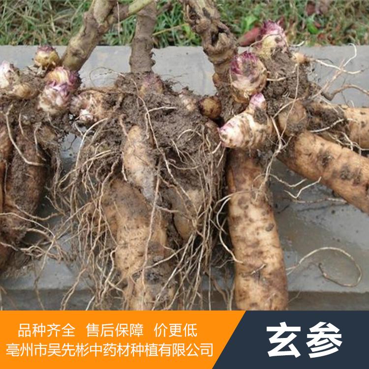 2020玄参苗/玄参种苗/玄参苗价格