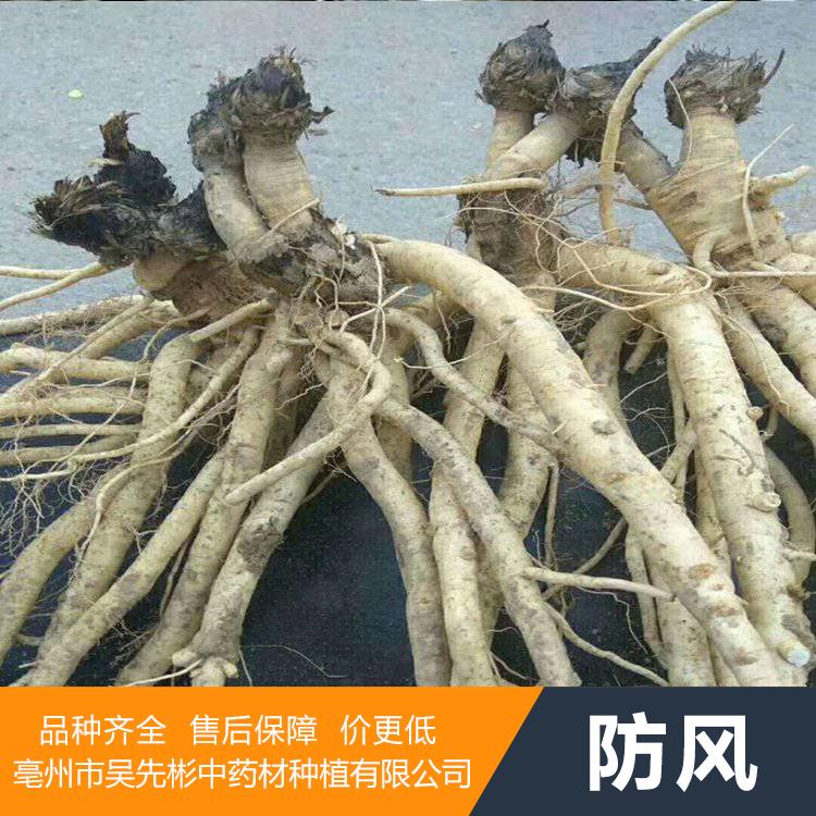 防风种苗 防风苗基地直供 多年经验 技术指导