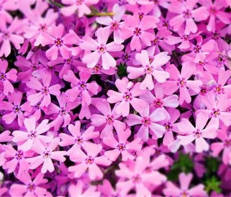 青州丛生福禄考种苗 宿根花卉出售 丛生福禄考种苗 丛生福禄考价格