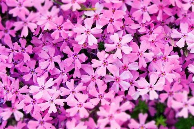 芝樱价格 潍坊芝樱花海工程用苗 宿根花卉出售 芝樱花海工程用苗