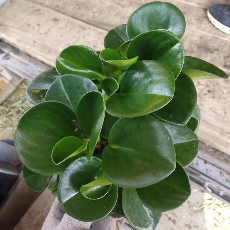 碧玉报价 青州碧玉报价 花卉盆栽碧玉小苗