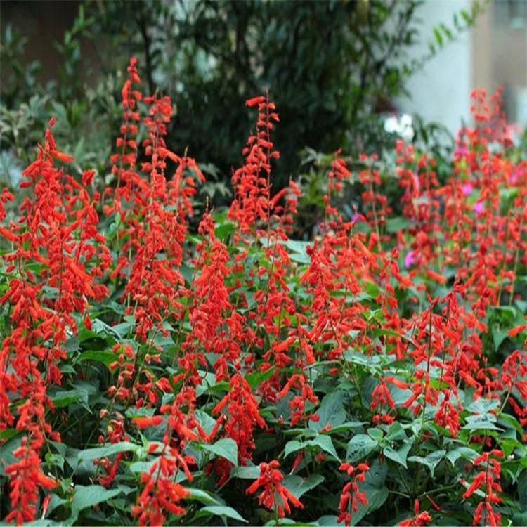 大盆一串红  一串红直销 时令花草-一串红